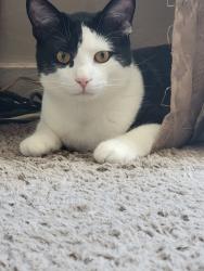 Lost Male Cat last seen Sheridan parkside , Tonawanda, NY 14150