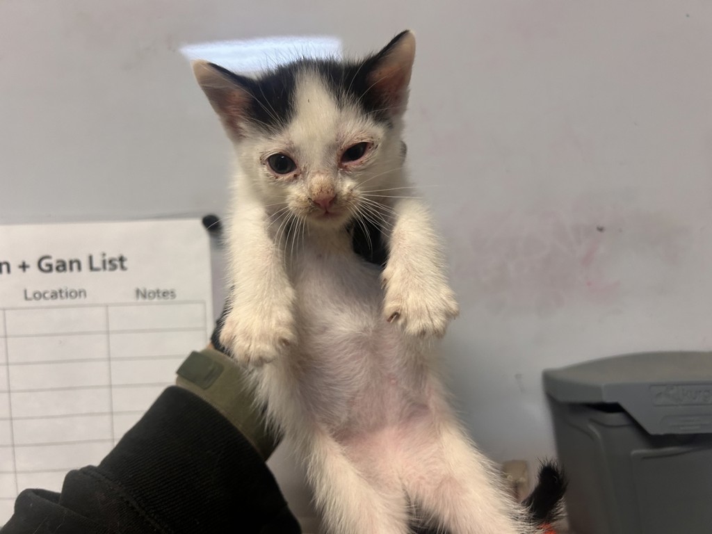 Shelter Stray Male Cat last seen Near Lake Boulevard, Oceanside, CA, 92056, Oceanside, CA 92058