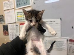 Shelter Stray Female Cat last seen Near Lake Boulevard, Oceanside, CA, 92056, Oceanside, CA 92058