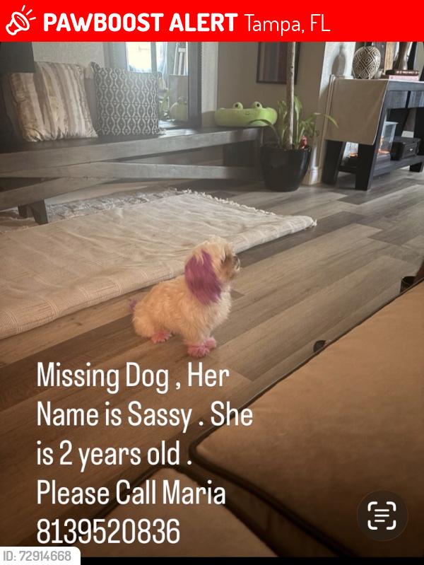 Lost Female Dog last seen Near , Tampa, FL 33612