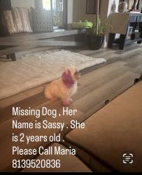 Lost Female Dog last seen Near , Tampa, FL 33612