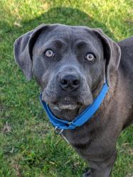 Shelter Stray Female Dog last seen Near Fanita Parkway, Santee, CA, 92071, El Cajon, CA 92020