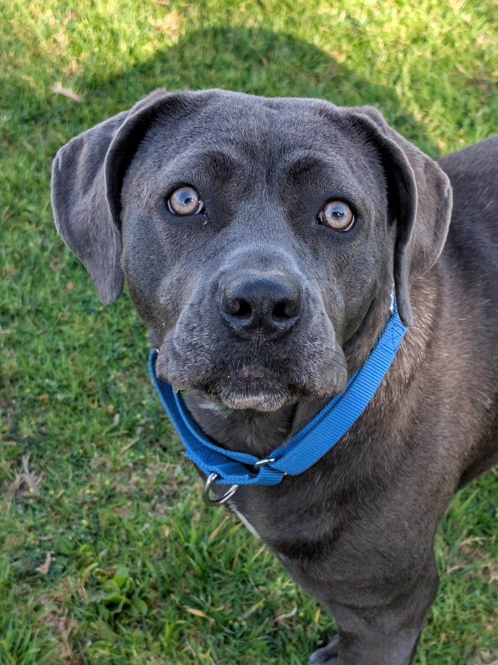 Shelter Stray Female Dog last seen Near Fanita Parkway, Santee, CA, 92071, El Cajon, CA 92020