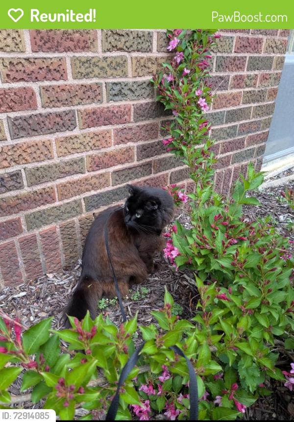 Reunited Male Cat last seen 37th and Bryant ave s Minneapolis , Minneapolis, MN 55409