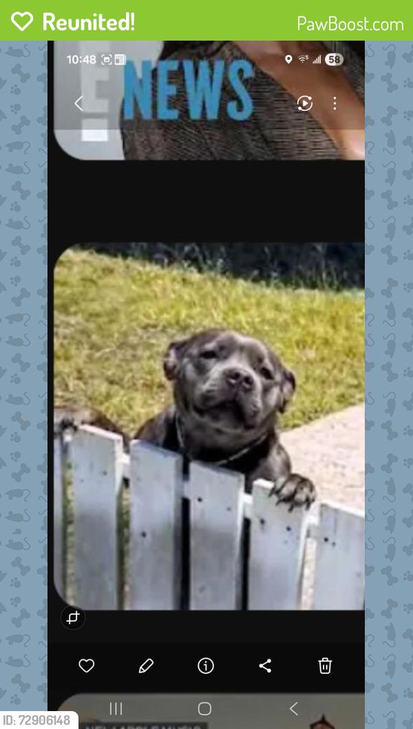 Reunited Female Dog last seen 10th and Cherry Ave, Long Beach, CA 90813