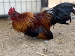 Shelter Stray Male Bird last seen Near Ringwood Drive, San Diego, CA, 92114, San Diego, CA 92110