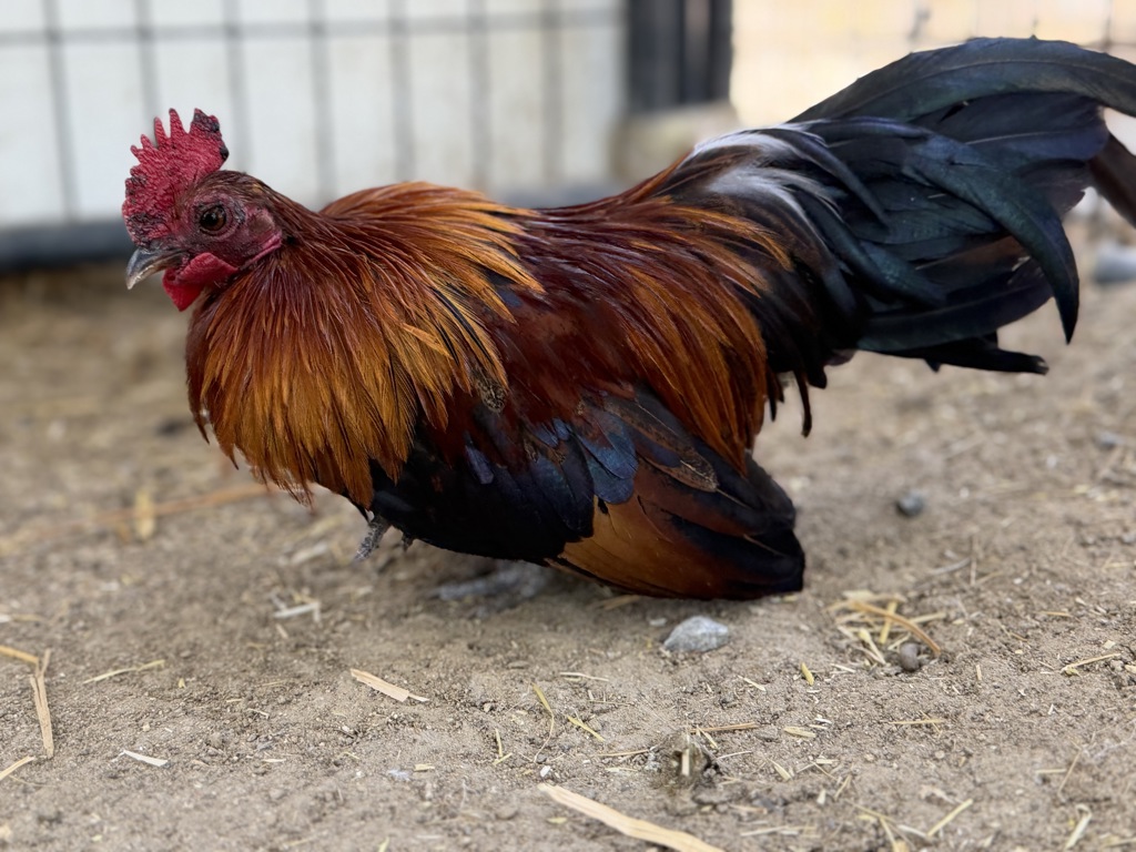 Shelter Stray Male Bird last seen Near Ringwood Drive, San Diego, CA, 92114, San Diego, CA 92110