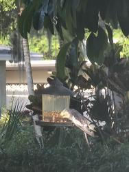 Found/Stray Unknown Bird last seen Fort Myers Golf Course, Fort Myers, FL 33901