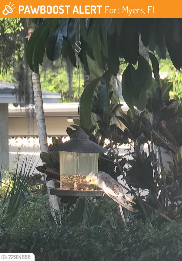 Found/Stray Unknown Bird last seen Fort Myers Golf Course, Fort Myers, FL 33901