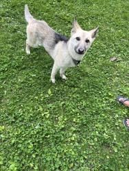 Found/Stray Female Dog last seen 46th/Emerson, Indianapolis, IN 46226