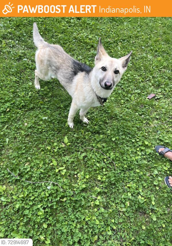 Found/Stray Female Dog last seen 46th/Emerson, Indianapolis, IN 46226