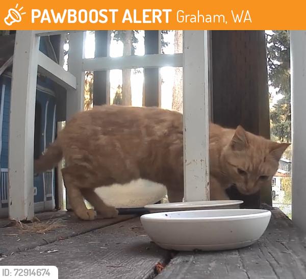 Found/Stray Male Cat last seen Graham Library, Graham, WA 98338