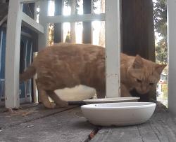 Found/Stray Male Cat last seen Graham Library, Graham, WA 98338