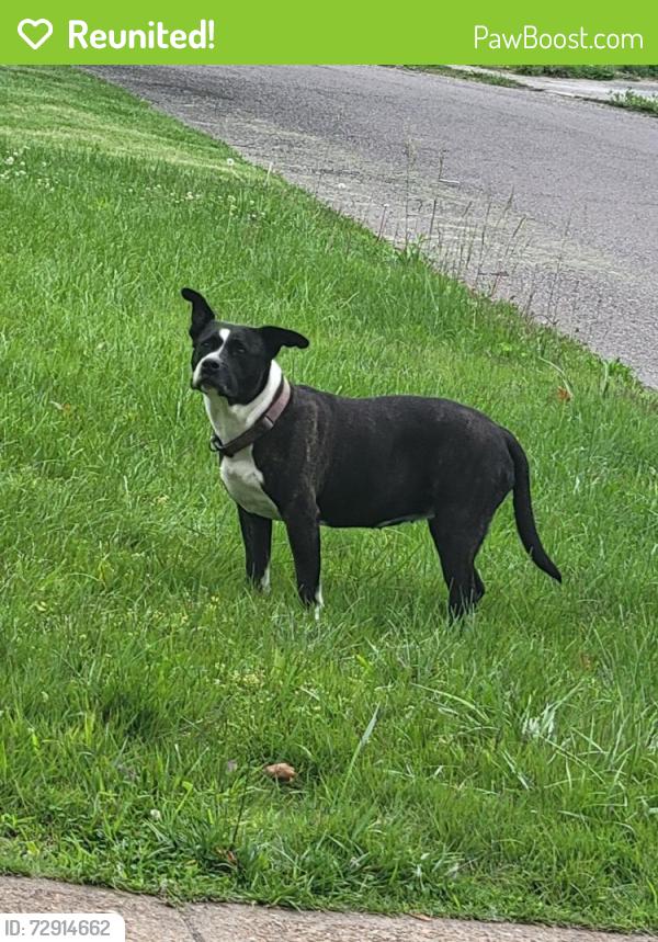 Reunited Female Dog last seen Gourock Dr, St. Louis, MO 63137, USA, St. Louis, MO 63137