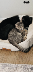 Lost Female Cat last seen VILLAGE PARKWAY, Lewisville, TX 75077