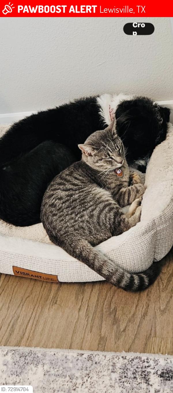 Lost Female Cat last seen VILLAGE PARKWAY, Lewisville, TX 75077
