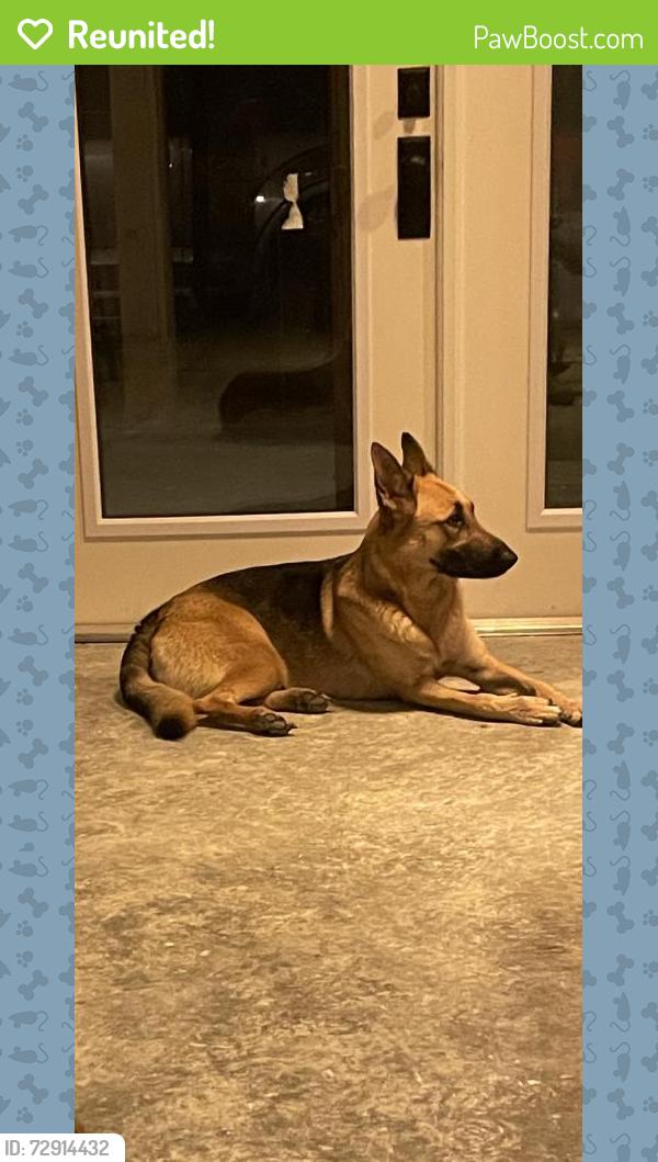 Reunited Female Dog last seen Forest Grove Baptist Church, Alachua, FL 32615