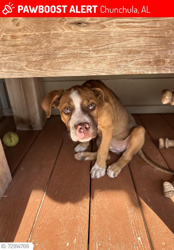 Lost Female Dog last seen Chunchula-Georgetown Rd, Chunchula, AL 36521