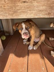 Lost Female Dog last seen Chunchula-Georgetown Rd, Chunchula, AL 36521