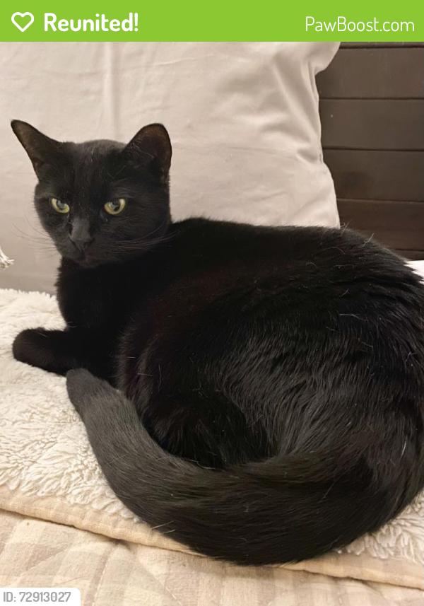 Reunited Female Cat last seen Carastone apmts, 28273, Charlotte, NC 28273