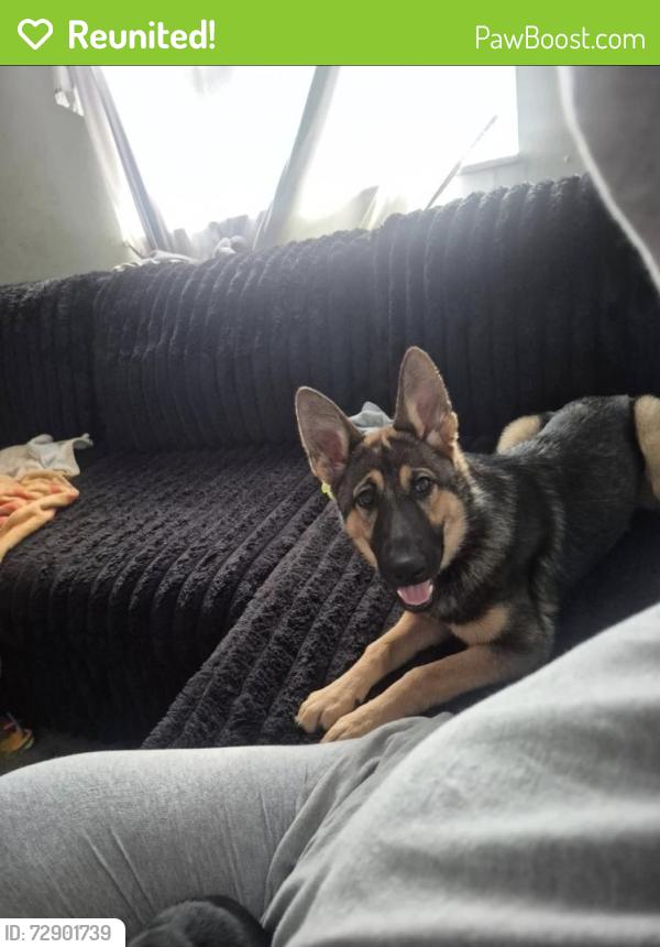 Reunited Female Dog last seen Himes and idlewild , Egypt Lake-Leto, FL 33614