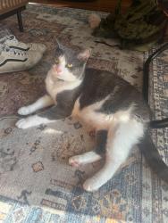 Reunited Female Cat last seen 19th and Scott Blvd, Covington, KY 41014