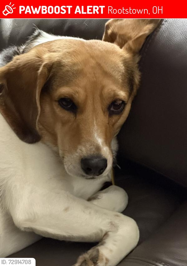Lost Female Dog last seen Jennifer Ave, Marsh Creek, Rootstown, OH 44272