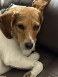 Lost Female Dog last seen Jennifer Ave, Marsh Creek , Rootstown, OH 44272