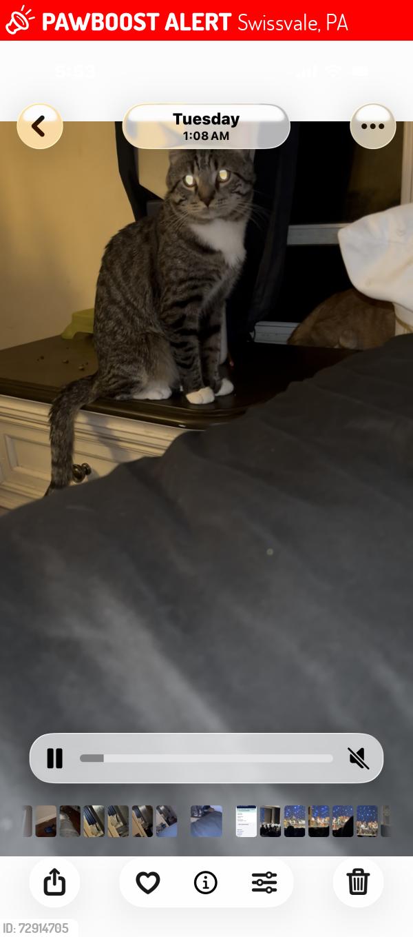 Lost Male Cat last seen In hse , Swissvale, PA 15218