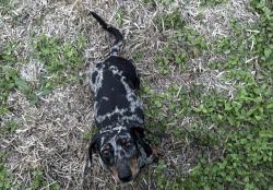 Lost Male Dog last seen Choctaw dr, Corpus Christi, TX 78415