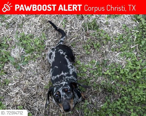 Lost Male Dog last seen Choctaw dr, Corpus Christi, TX 78415