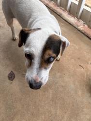 Reunited Male Dog last seen Mason Road Boiling Springs , Boiling Springs, SC 29316