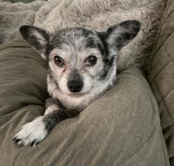 Reunited Female Dog last seen Frank Lloyd Wright Blvd and N 92nd St, Scottsdale, AZ 85260