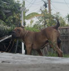 Reunited Male Dog last seen Gladstone St. , San Dimas, CA 91773