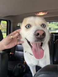 Found/Stray Female Dog last seen Evans Road and Chamblee Tucker Road, Atlanta, GA 30340