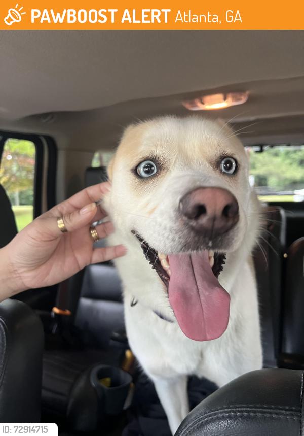Found/Stray Female Dog last seen Evans Road and Chamblee Tucker Road, Atlanta, GA 30340