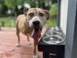 Reunited Female Dog last seen merridale st, Wichita, KS 67212