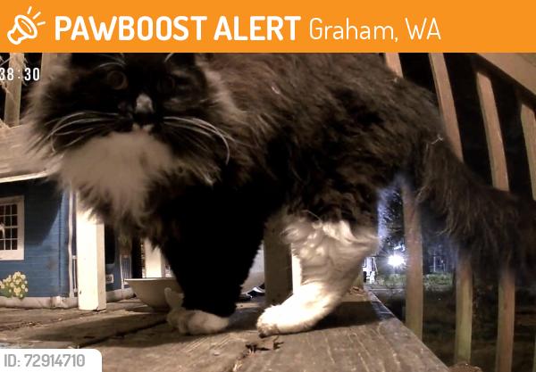 Found/Stray Unknown Cat last seen Near Graham library, Graham, WA 98338