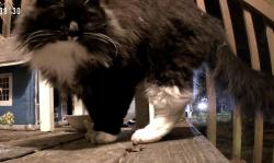 Found/Stray Unknown Cat last seen Near Graham library, Graham, WA 98338