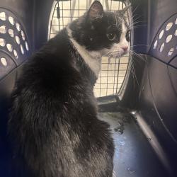 Shelter Stray Female Cat last seen , Philadelphia, PA 19140