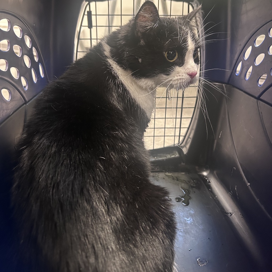 Shelter Stray Female Cat last seen , Philadelphia, PA 19140