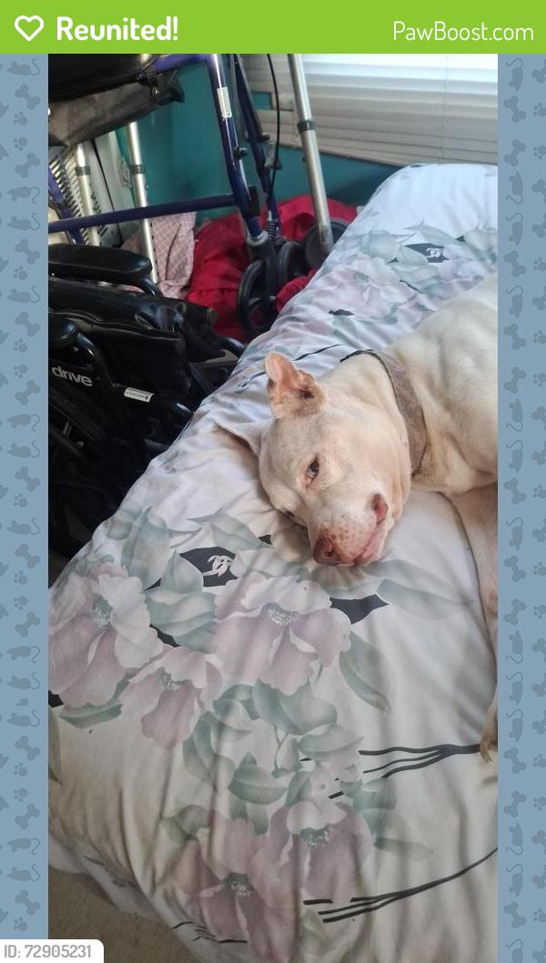 Reunited Male Dog last seen Nevada s.w, Warren, OH 44485