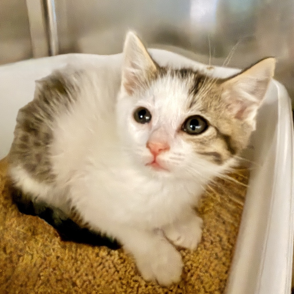 Shelter Stray Male Cat last seen , Palm Springs, CA 92264