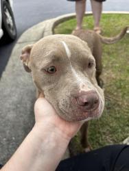 Found/Stray Female Dog last seen English road near Bojangles , Rocky Mount, NC 27804