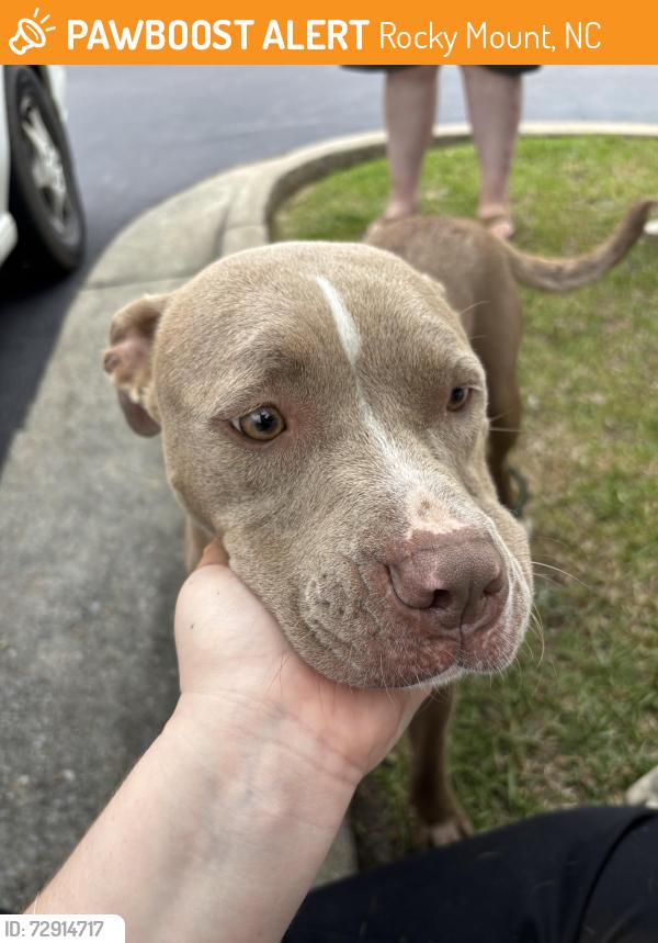 Found/Stray Female Dog last seen English road near Bojangles , Rocky Mount, NC 27804