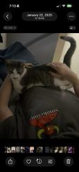 Lost Male Cat last seen 7/11 on 4th, St. Petersburg, FL 33702