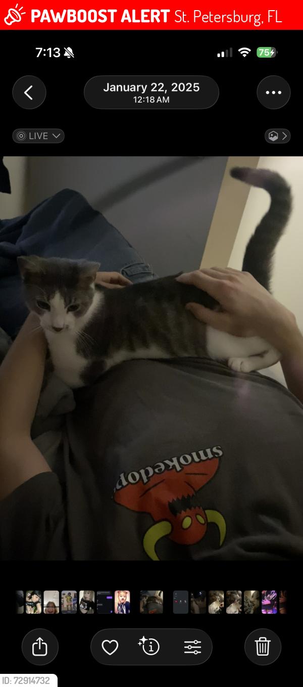 Lost Male Cat last seen 7/11 on 4th, St. Petersburg, FL 33702