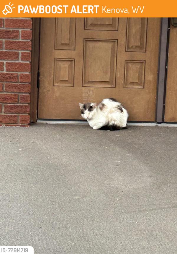 Found/Stray Unknown Cat last seen Church centennial dr Kenova wv, Kenova, WV 25530