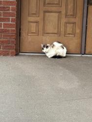 Found/Stray Unknown Cat last seen Church centennial dr Kenova wv, Kenova, WV 25530