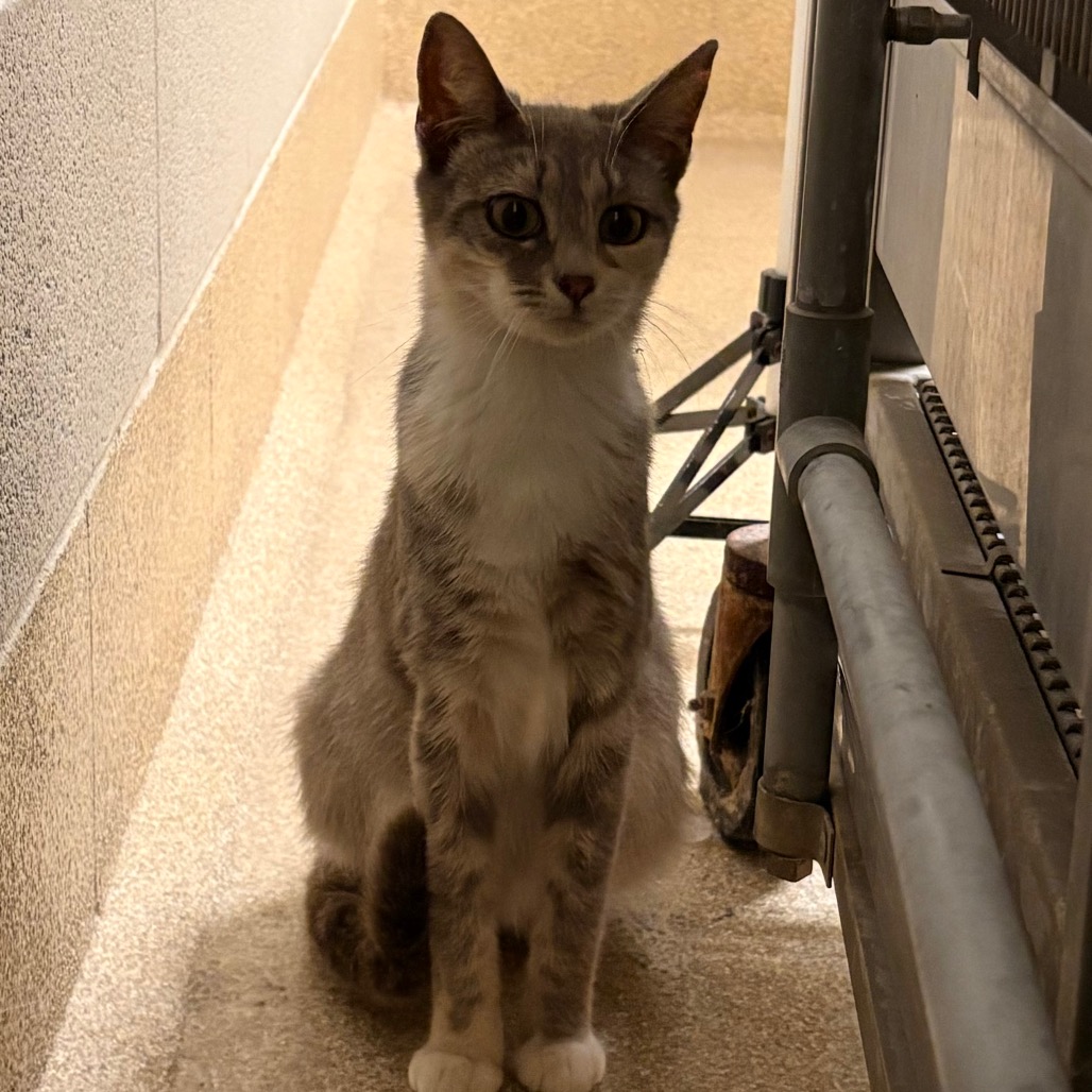 Shelter Stray Female Cat last seen , 54687 Co Rd 19, Bristol, IN 46507, USA